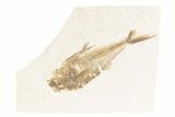 Bargain, Fossil Fish (Diplomystus) - Wyoming #361096-1